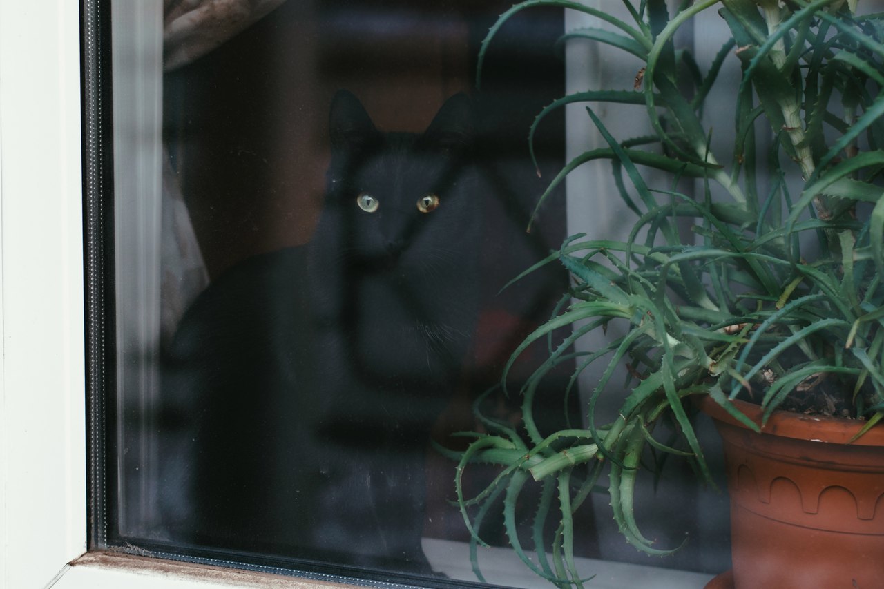 Mitten #3 - My, cat, Dog, The street, Shushenskoye, Krasnoyarsk, The photo, Longpost, Animals, Catomafia