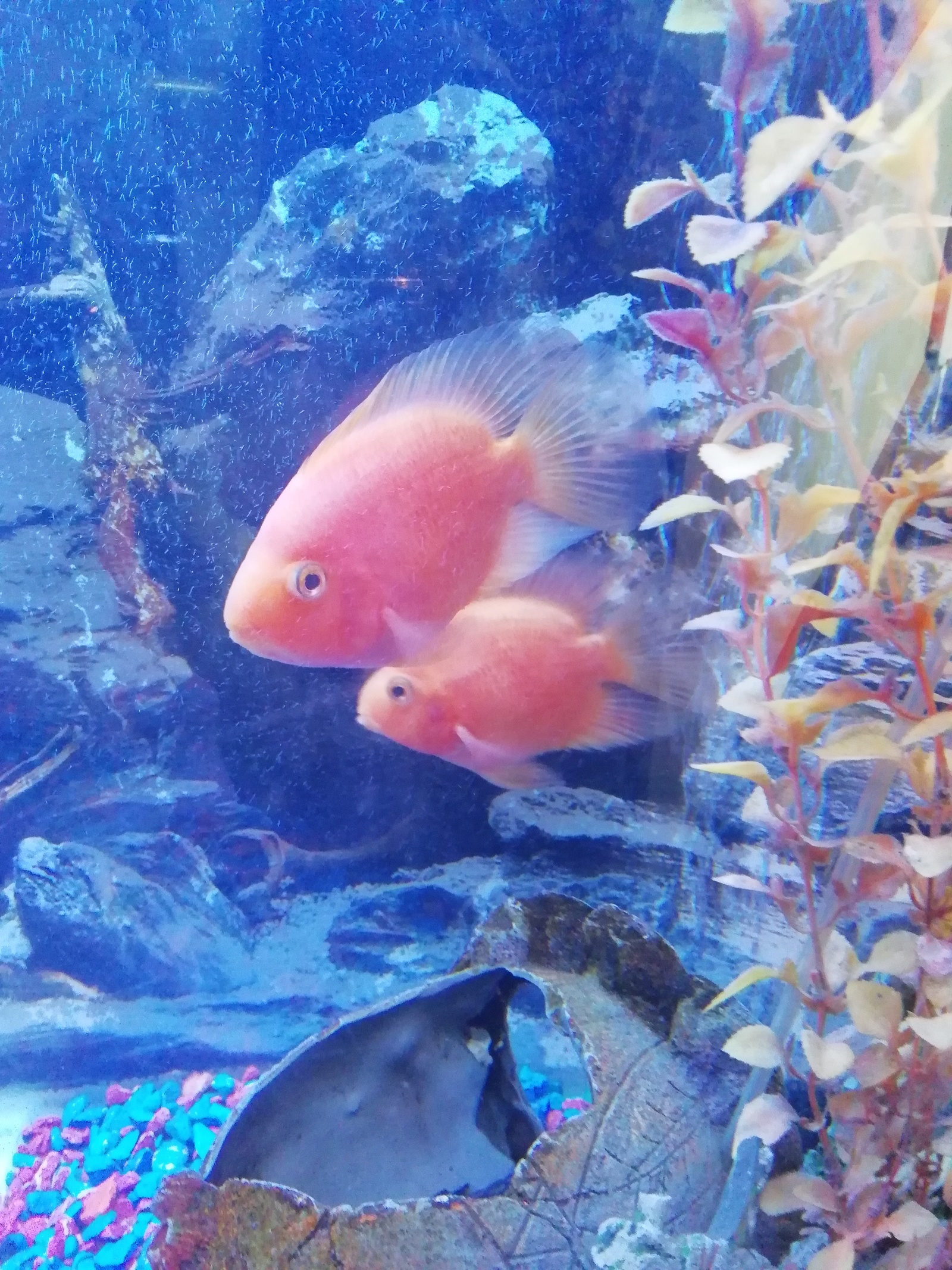 My fishes. - My, Fish, Astronotus, Longpost