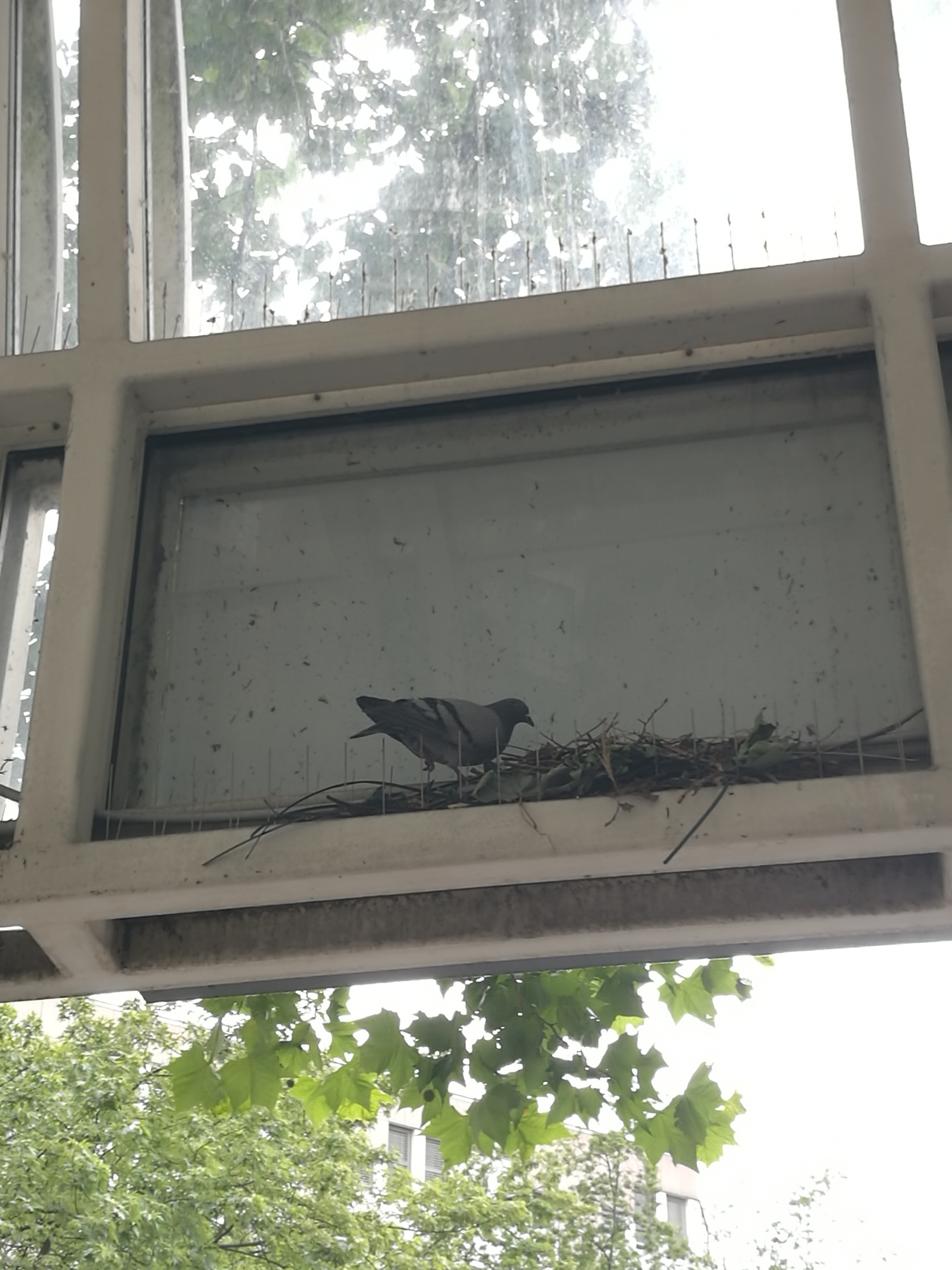 What? - My, Pigeon, Nest