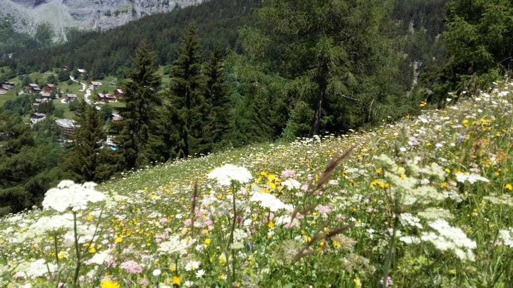 Swiss Alps in summer - My, The mountains, The photo, Switzerland, 