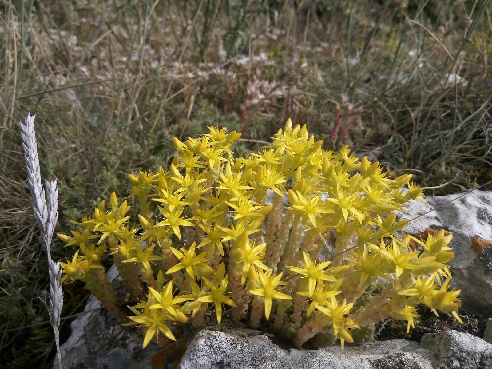 Flowers of Crimea - My, Flowers, The photo, Travels