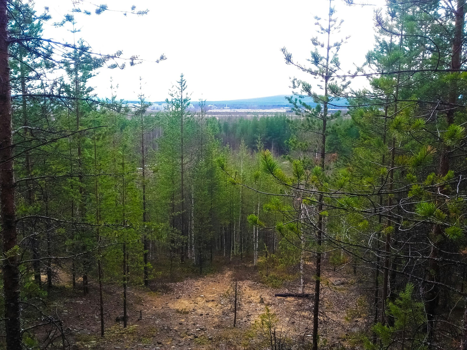 Forests of the Far North - My, beauty of nature, The photo, Nature, Longpost