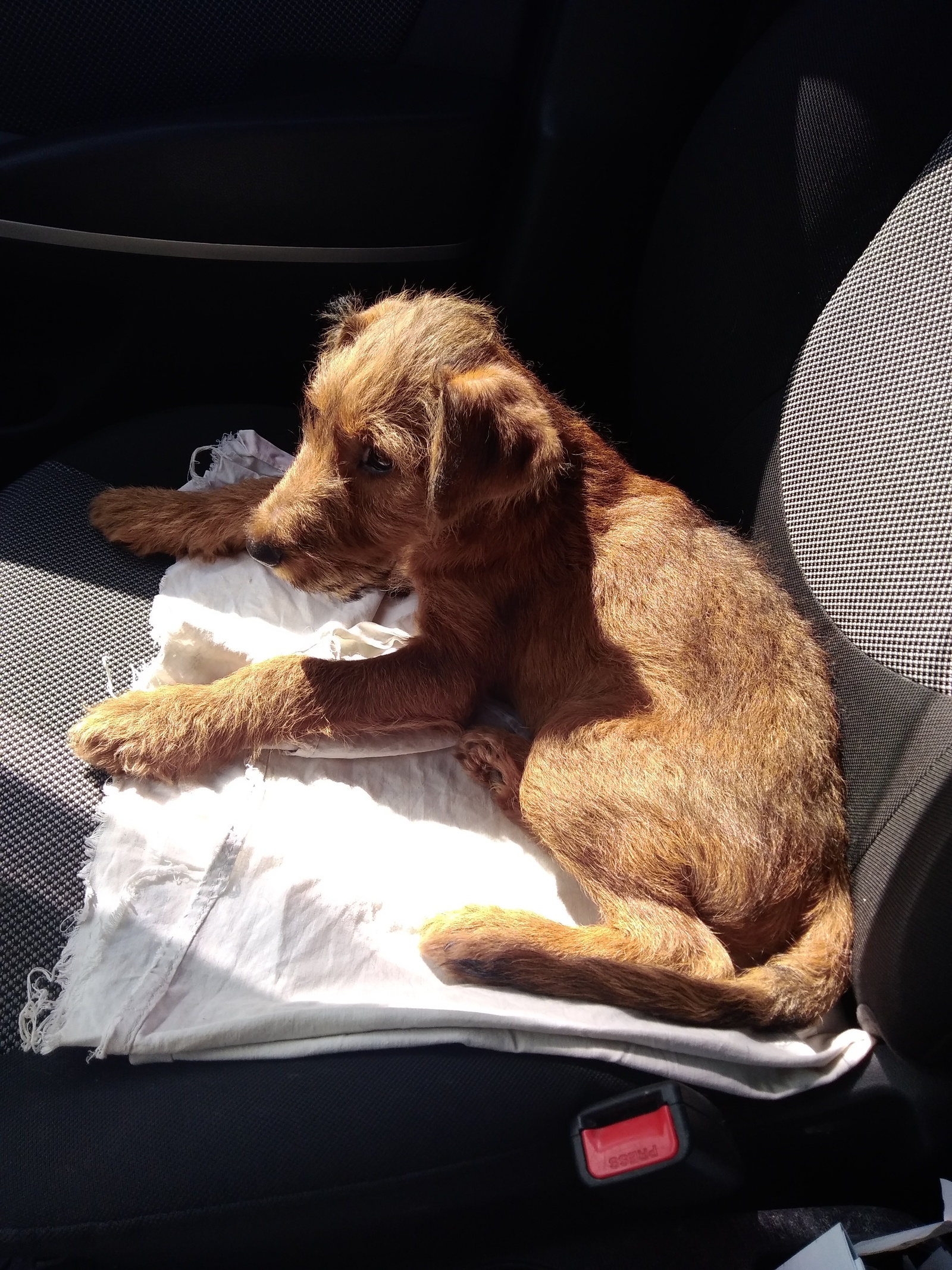 Irish Guy - My, My, Irish Terrier, Dog, The photo, Longpost