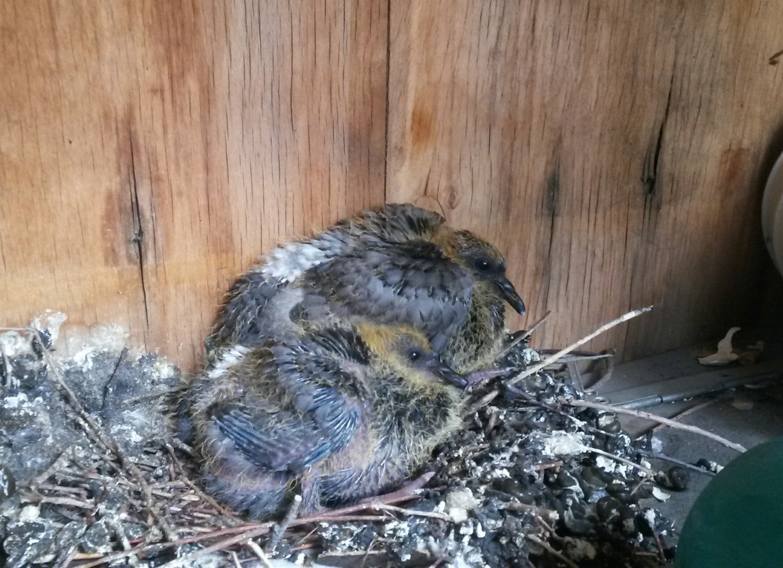 Chicks on the balcony. - My, Chicks of pigeons, Balcony, Birds, Pigeon