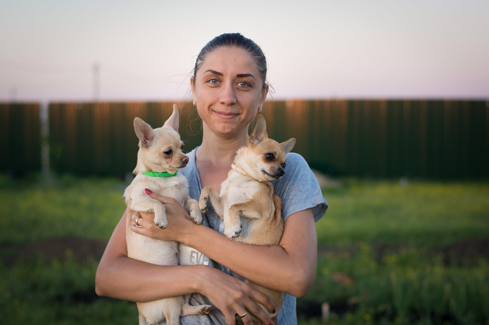 Sanka and Panka after 7 months. - My, Dog, Sister, Chihuahua, My, Longpost, Sisters