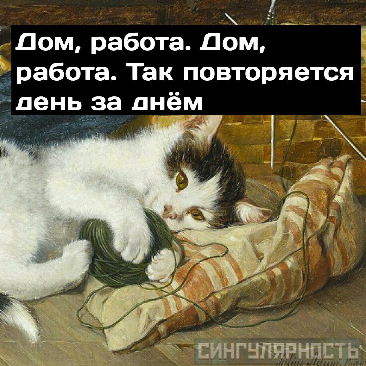 Все мы немного котики | Пикабу