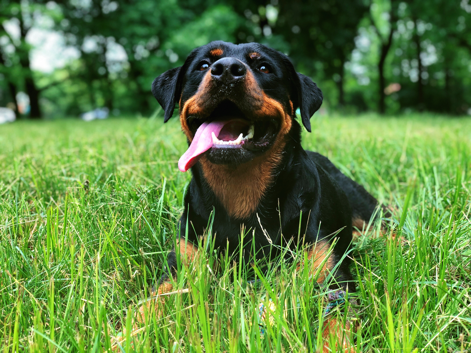 Rottweilers are kind :) - My, Rottweiler, Dog, Friend, The park, Nature, Longpost