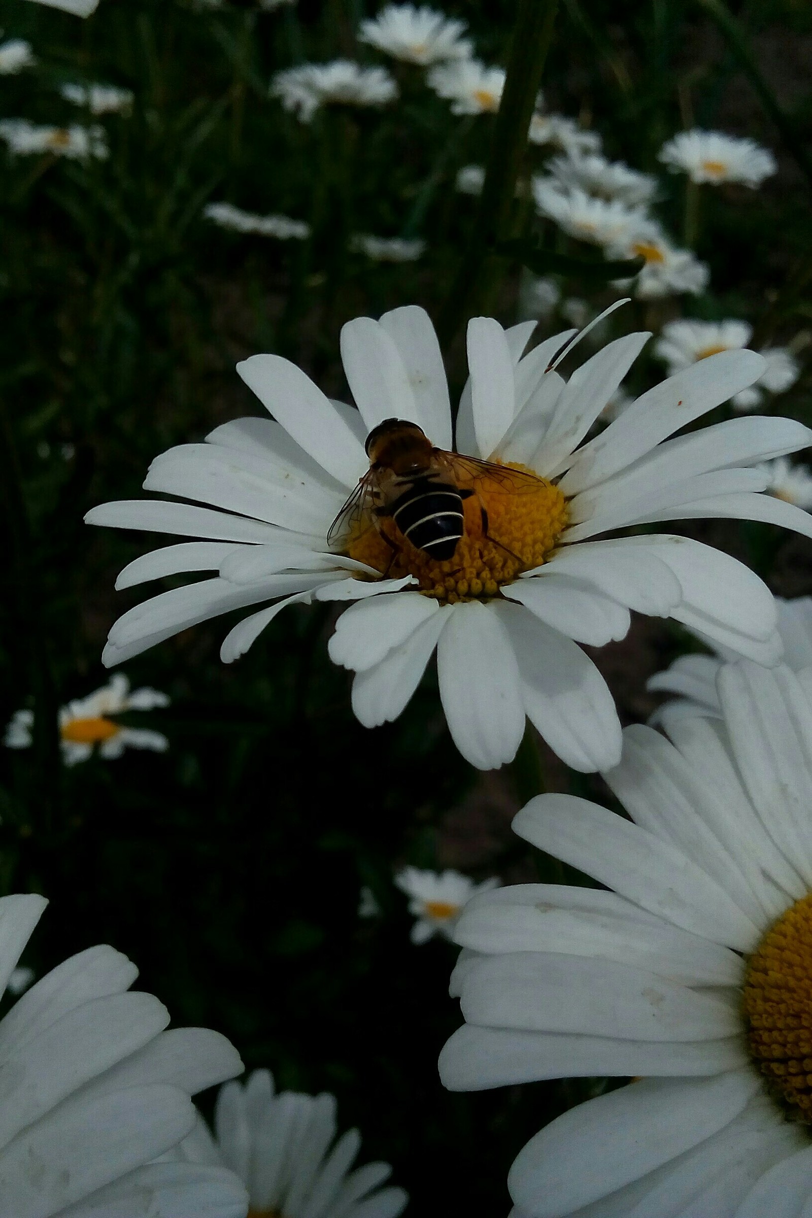 hoverfly fly - My, Муха, hoverfly, Nature, Insects, Longpost