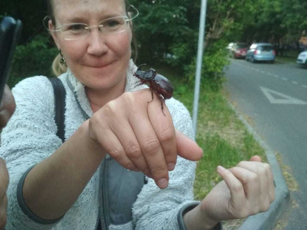 Who is on us with a rhinoceros? - My, Rhinoceros beetle, Moscow, The rescue, Longpost, Insects