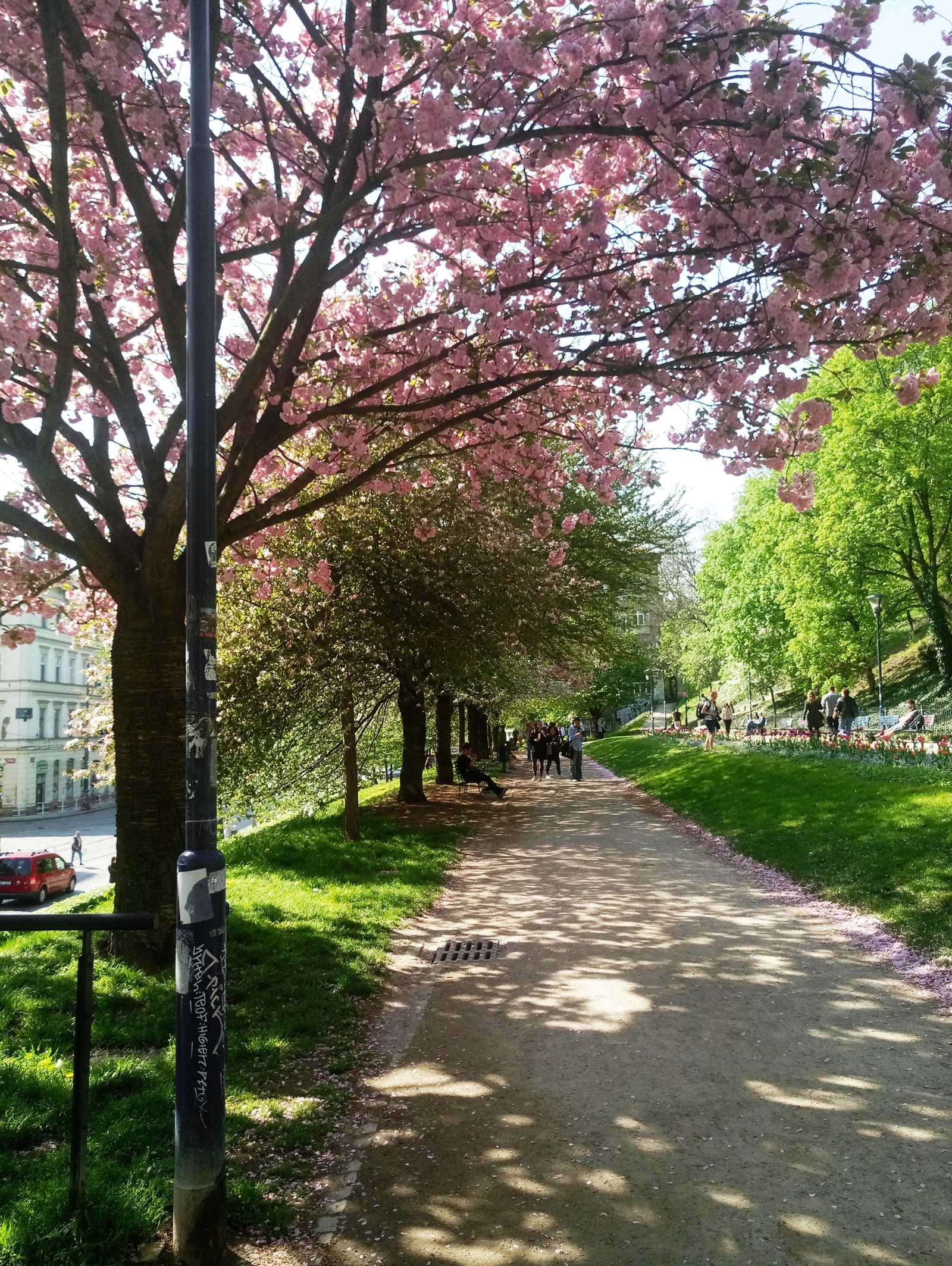 Czech Republic in April - My, Czech, Spring, Flowers, , The photo, Longpost