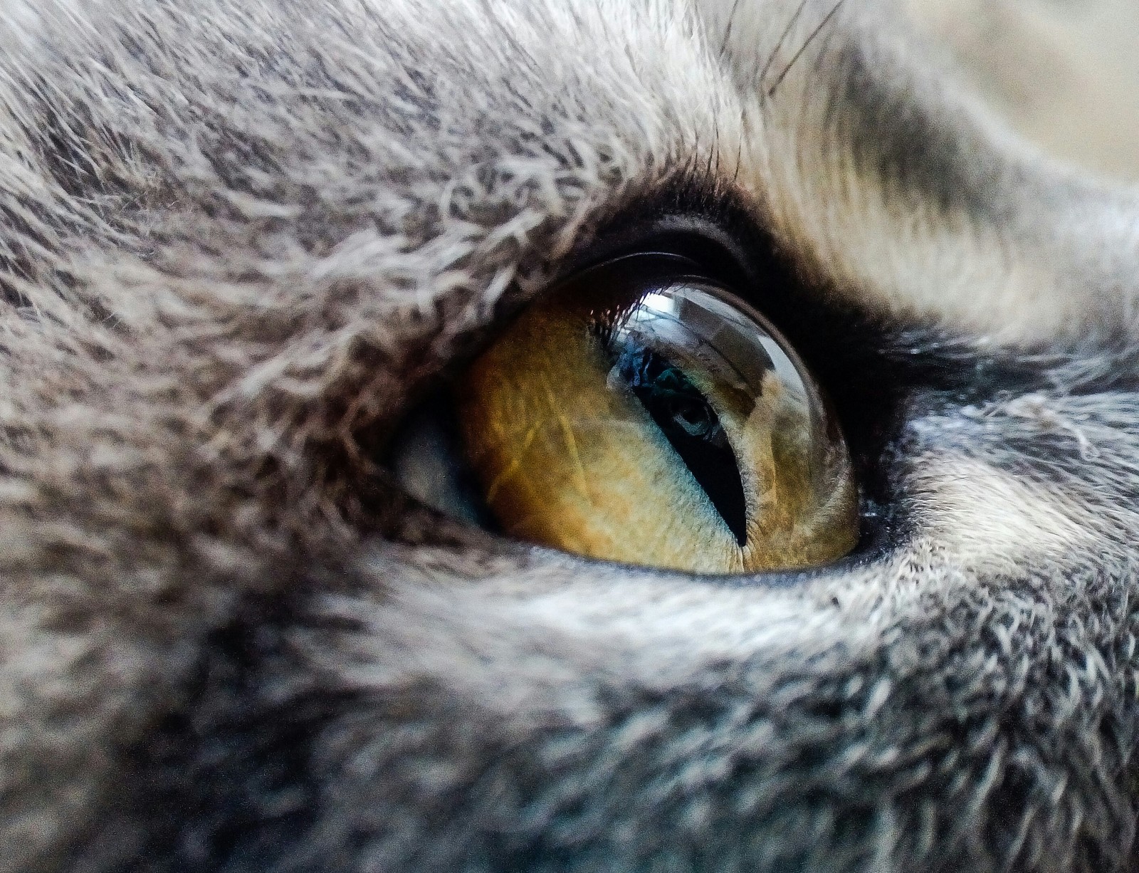 Just a cat - My, cat, The photo, Eyes