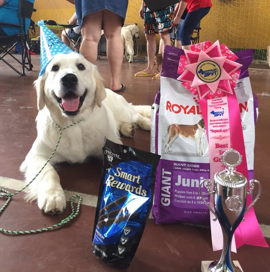 golden birthday boy - My, Golden retriever, Dog show, Dog, Longpost