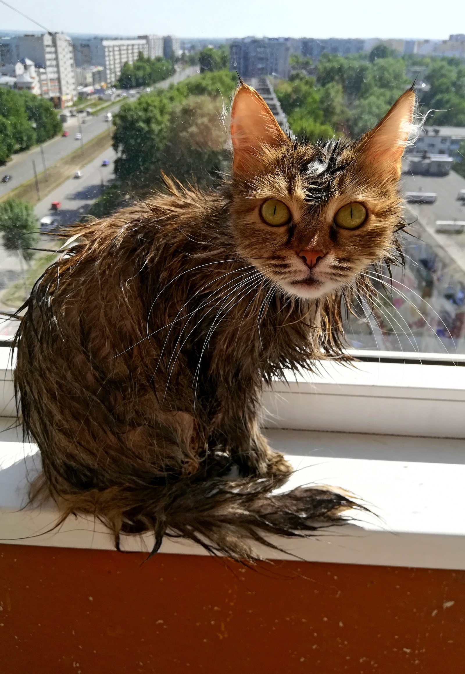 Time to wash. - My, cat, the washing up