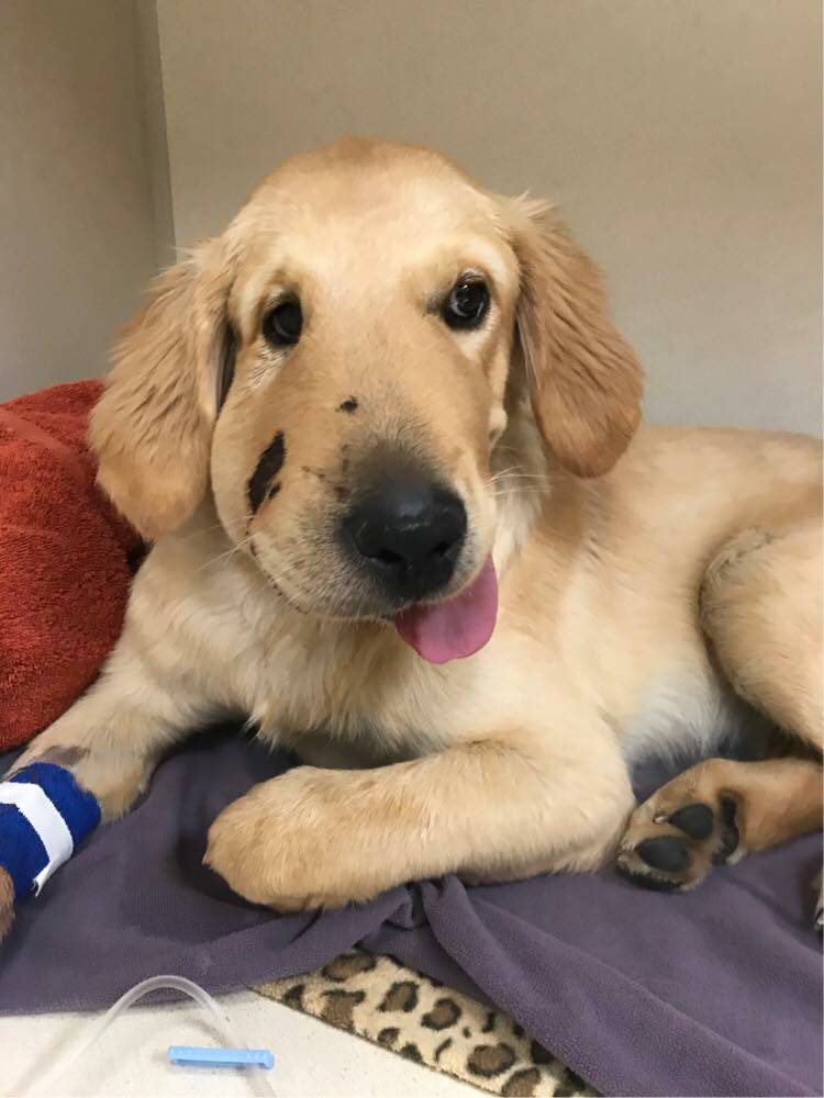 This is Todd, he is a great puppy. Todd saw how his owner was about to be bitten by a snake and protected him - The photo, Animals, Dog, Bite, Defender, The rescue, Reddit