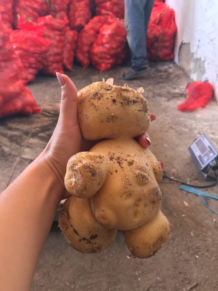 I will sleep with this bear - Potato, Republic of Belarus, The Bears