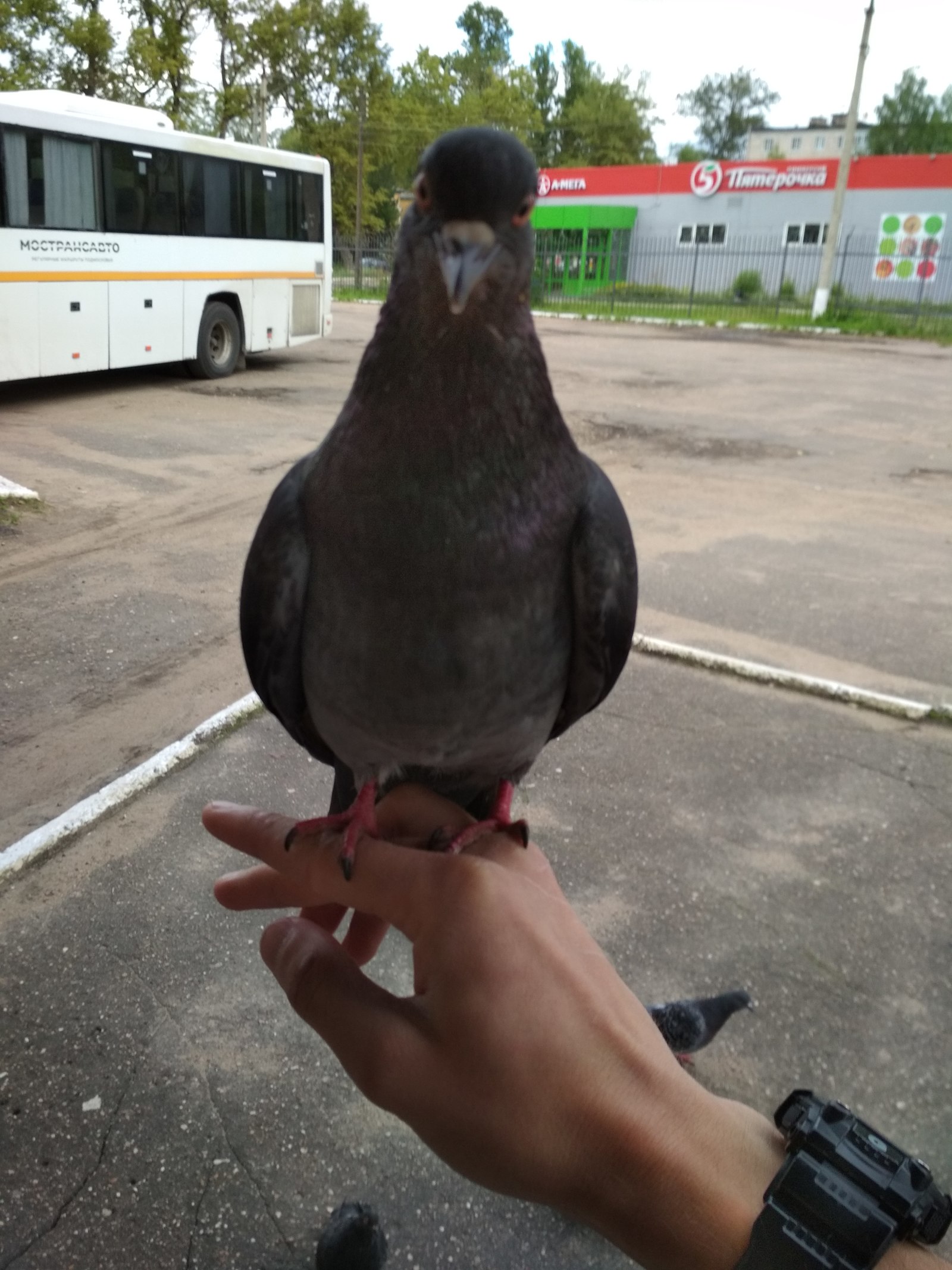 Голубей машины. Прикольный голубь. Наглый голубь. Голубь Наташа. Голубь прикол.