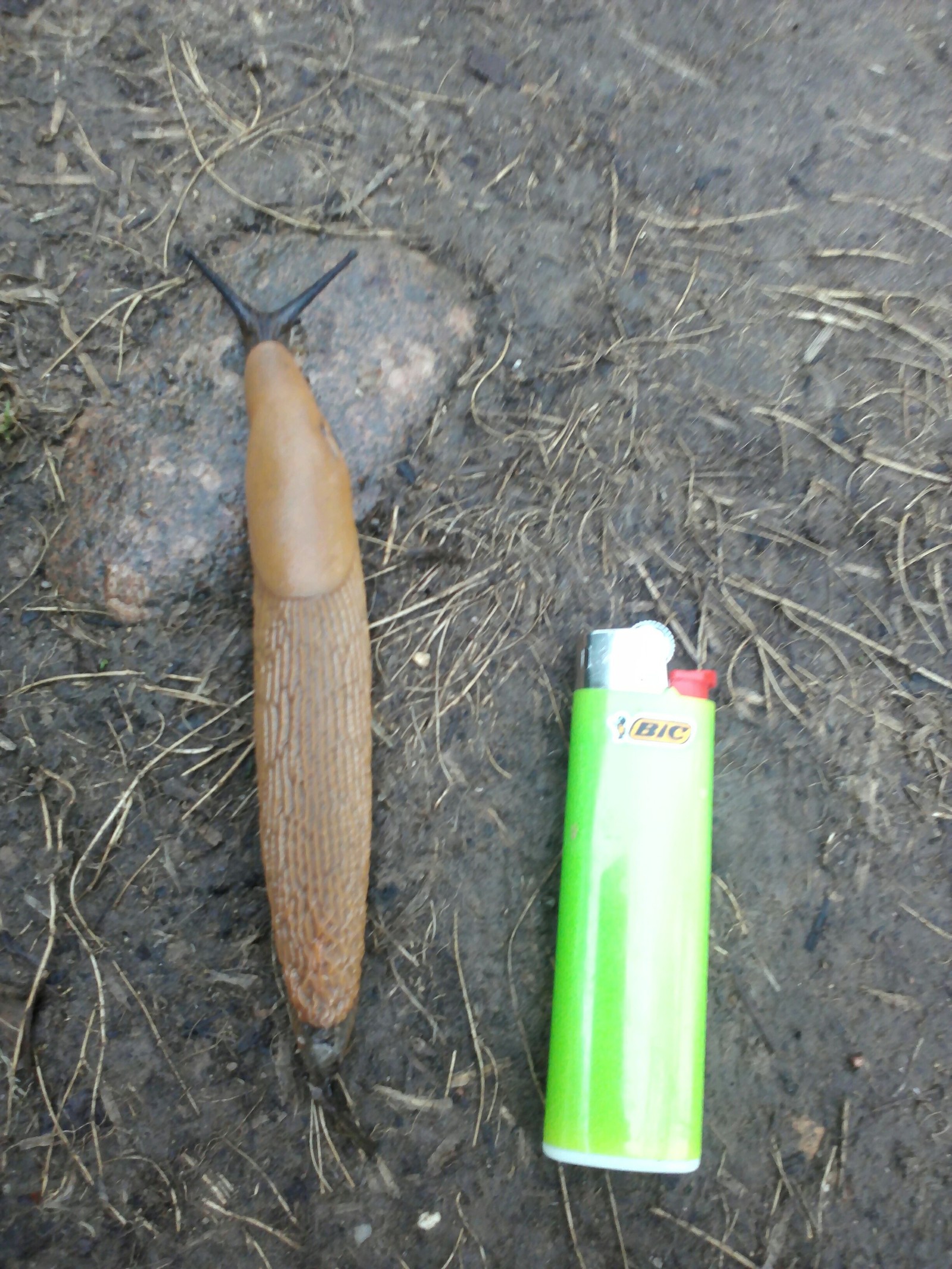 Invasion - My, Slug, , Collective farm, Rain, Nature, Creatures