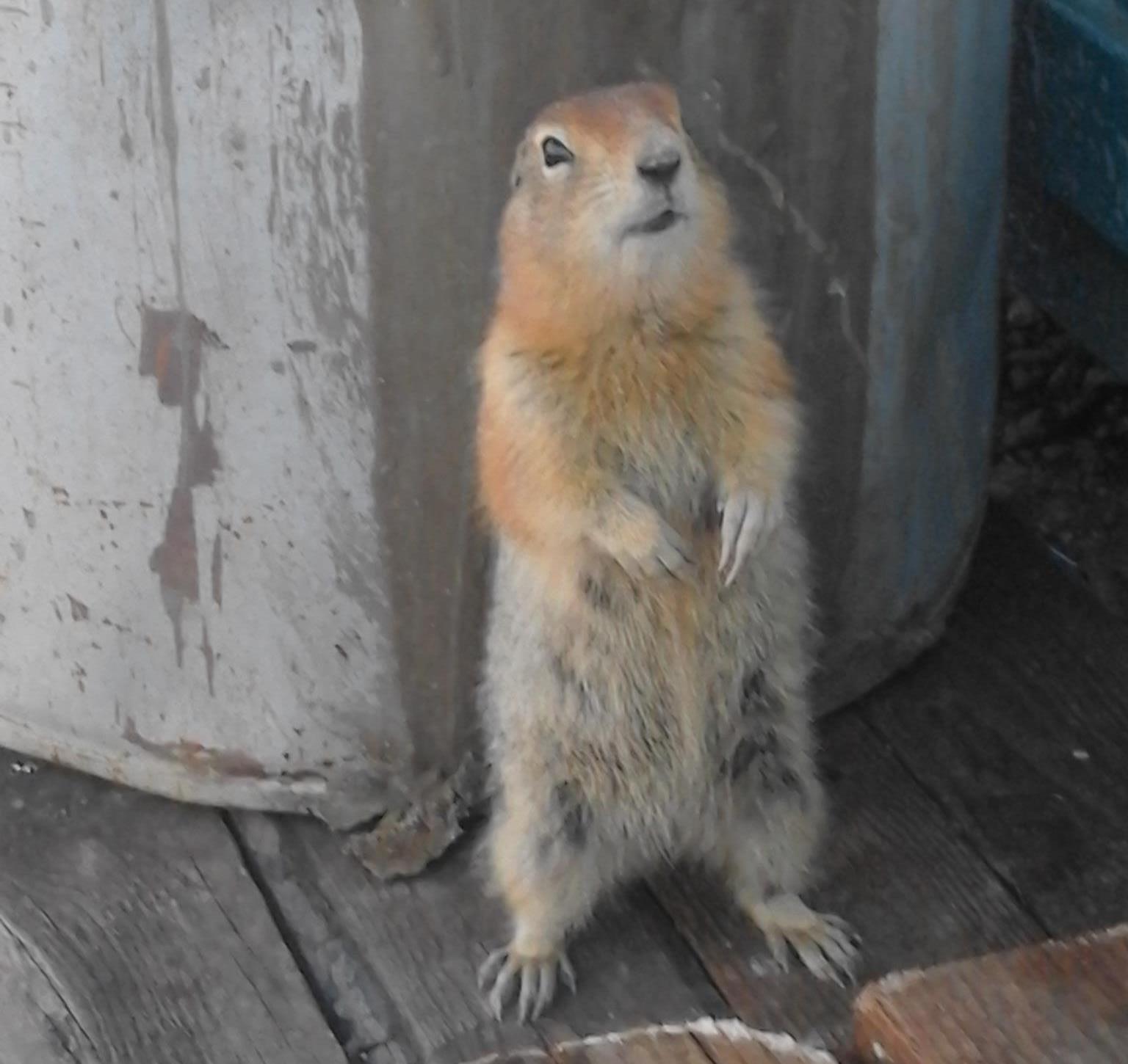 Evrashka - My, Watch, Chukotka, Animals, Gopher, Evrazhka