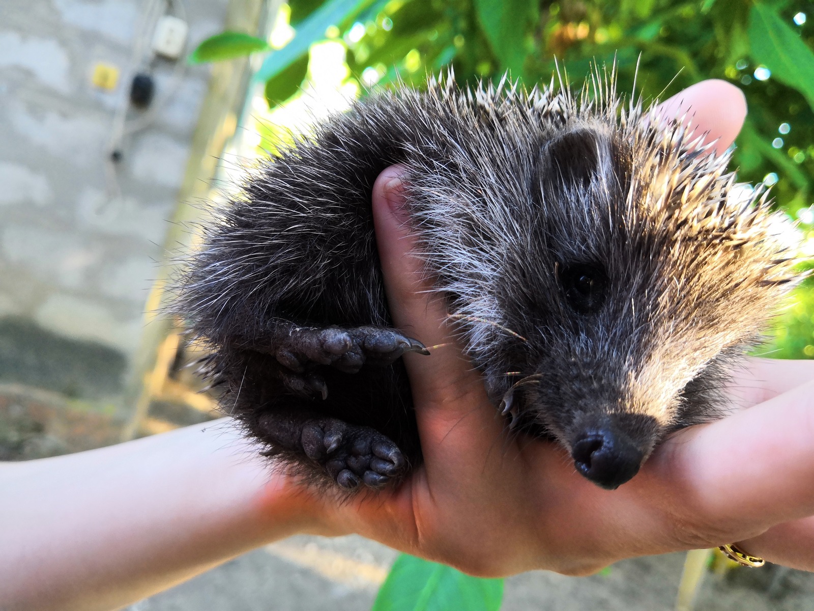 Little hedgehog - My, Little, Hedgehog, , The photo, , Milota, Longpost