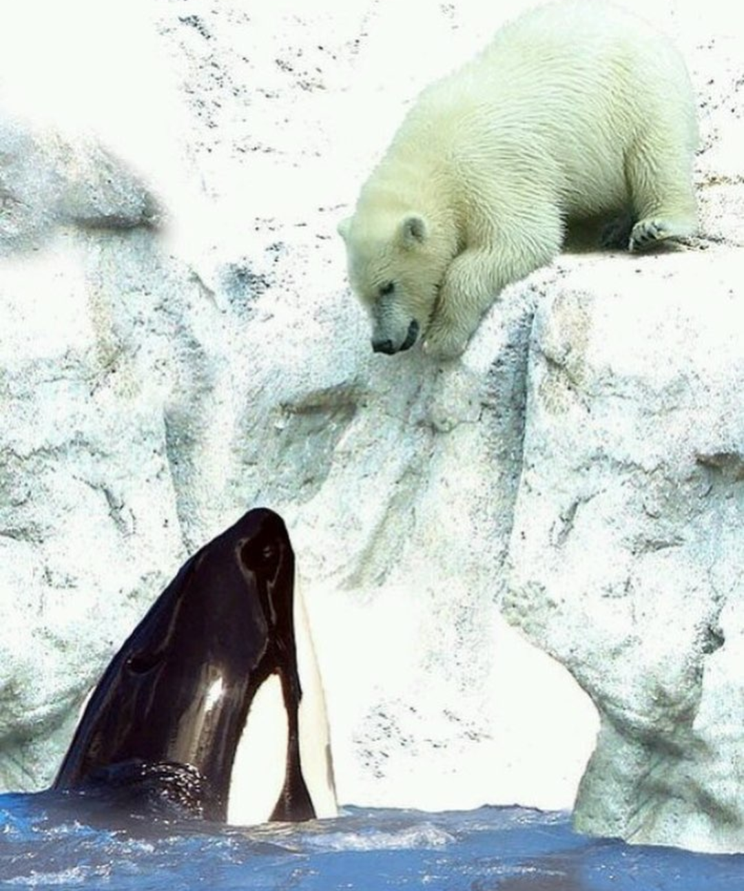 Встреча | Пикабу