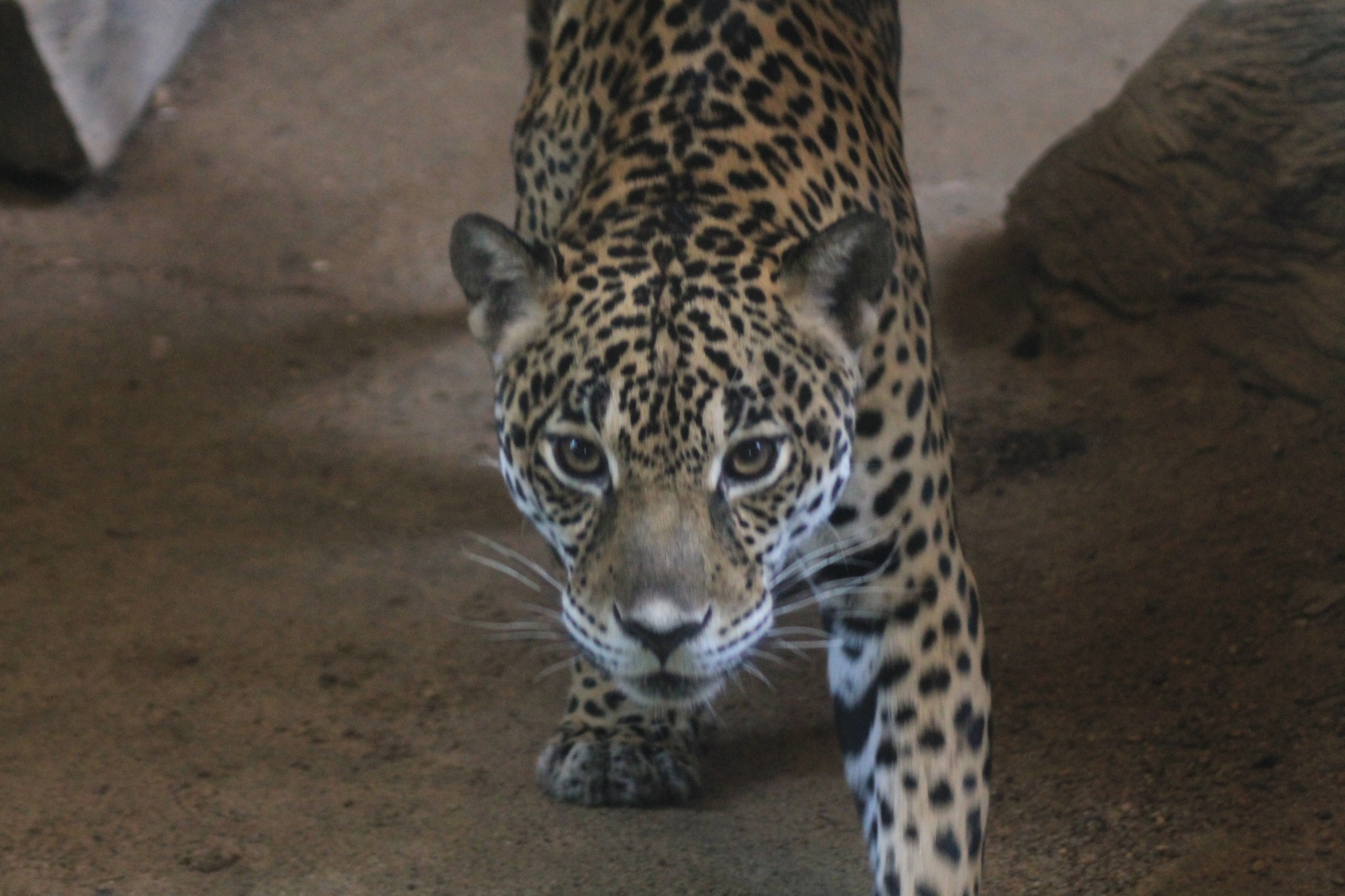 About zoos or continuation of a walk along Khao Kheow (Thailand) - My, Zoo, Thailand, Leisure, Tiger, Longpost