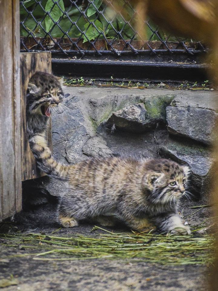 So small, but already manula - Pallas' cat, cat, Novosibirsk Zoo, Longpost