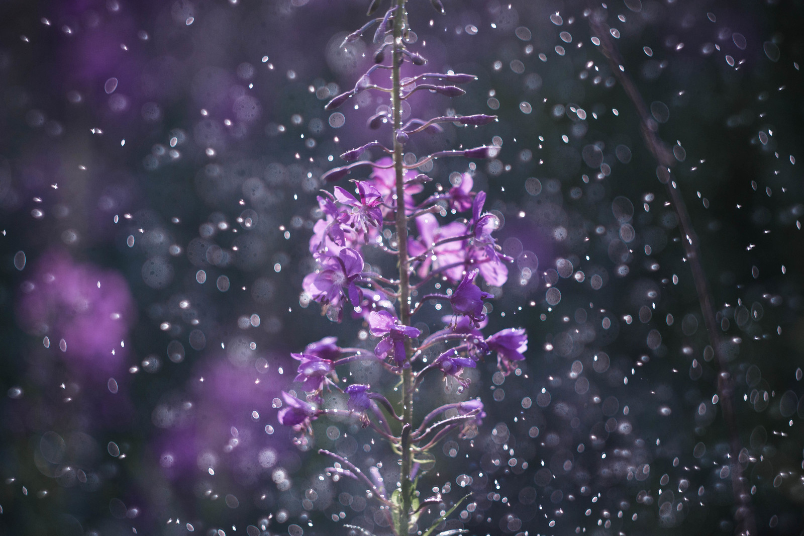 A bit of summer chill - My, Nature, Flowers, Drops, Bokeh, Helios, , Longpost, Helios44-2, Helios, Helios44-2