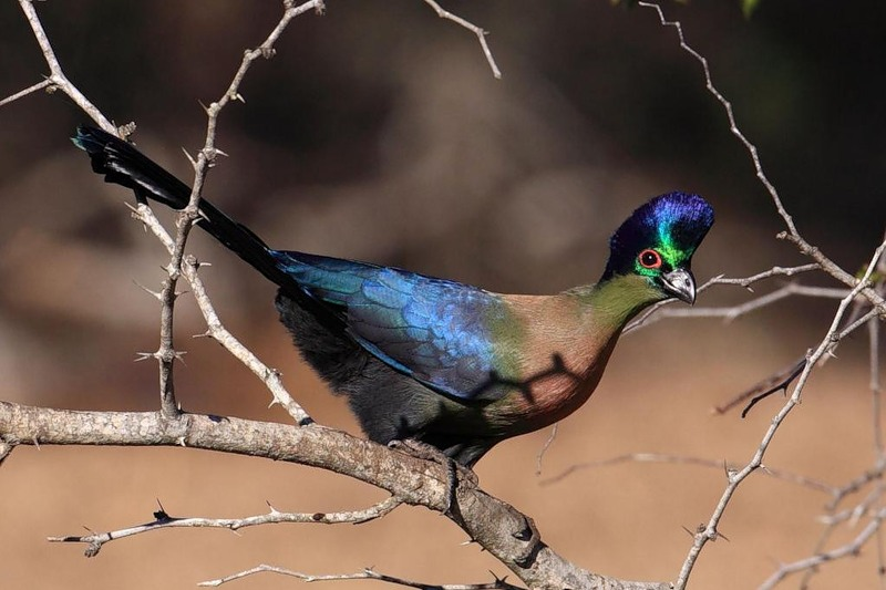 Beautiful Turaco Birds - Birds, Turaco, Animals, Banana-eater, , Longpost