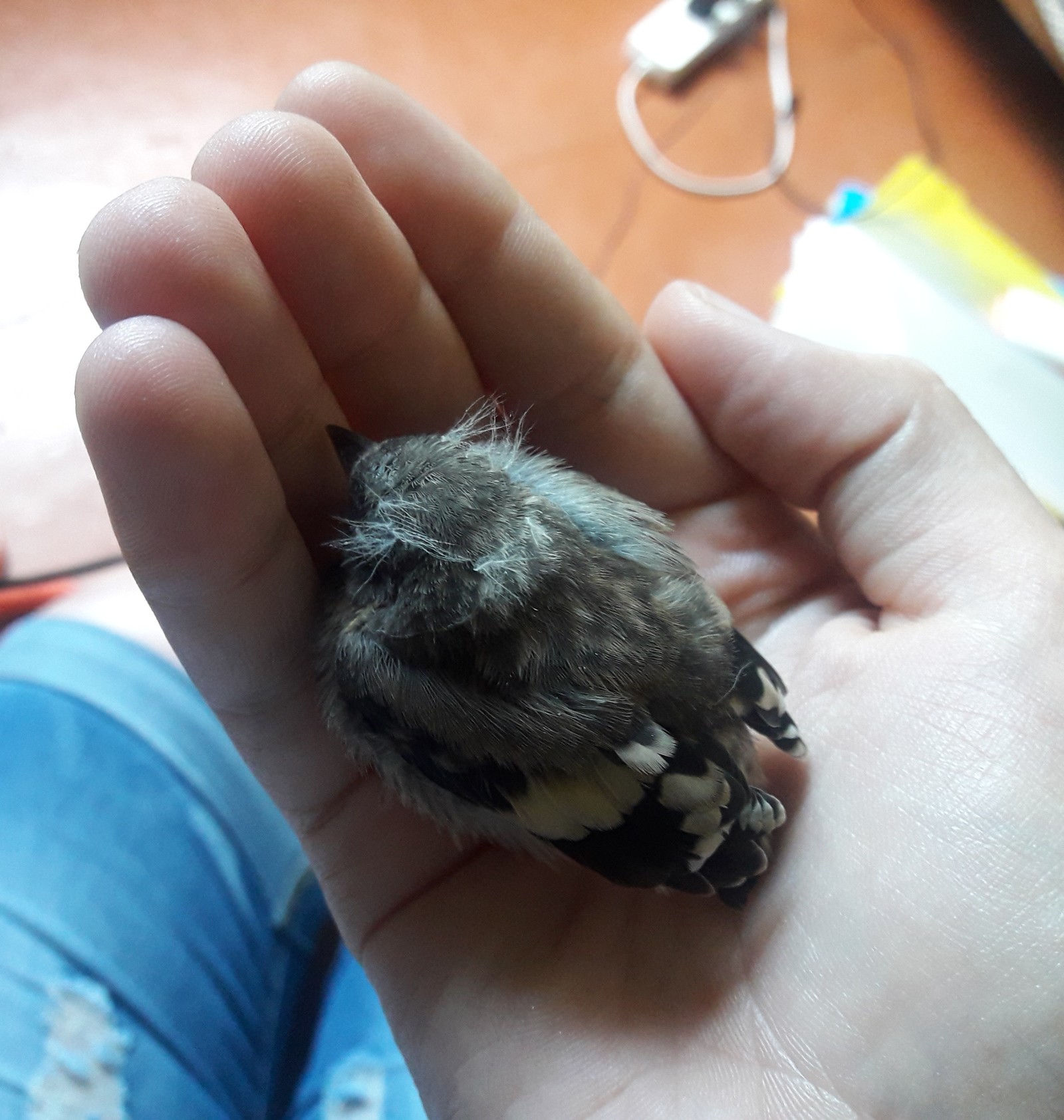 SOS! Help with a chick - My, Birds, The rescue