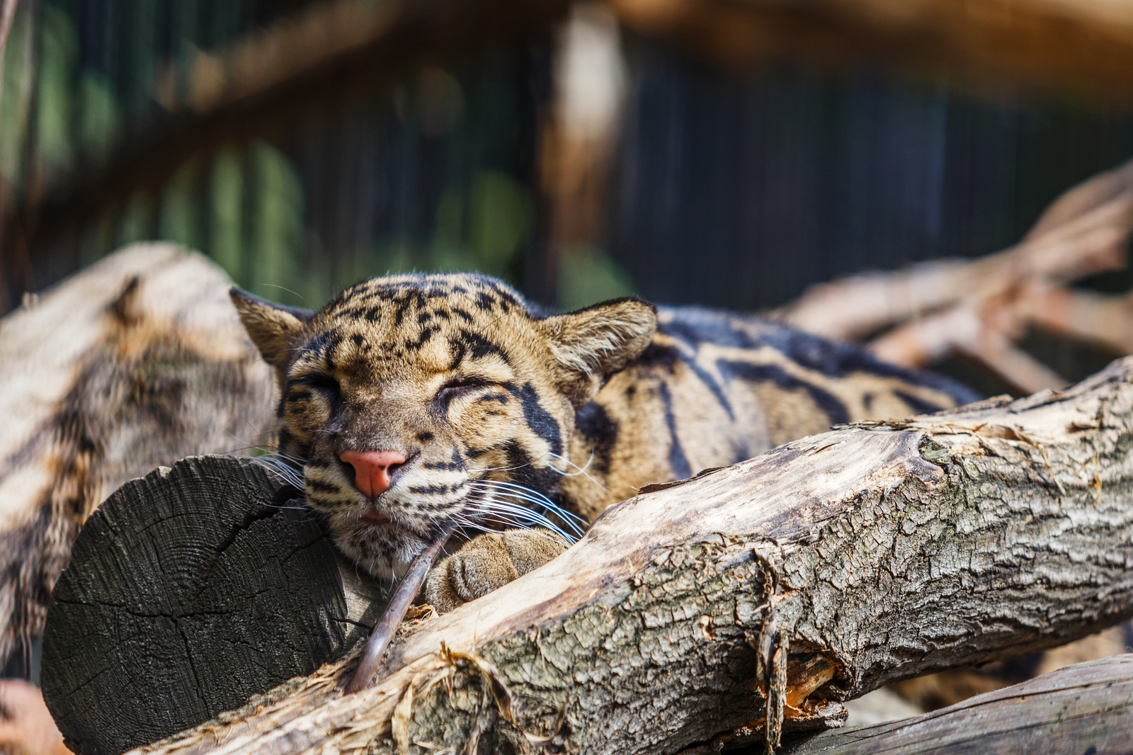 Zoo residents - My, Photographer, Zoo, Animals, Nature, Novosibirsk, Summer, Canon, Friends, Longpost