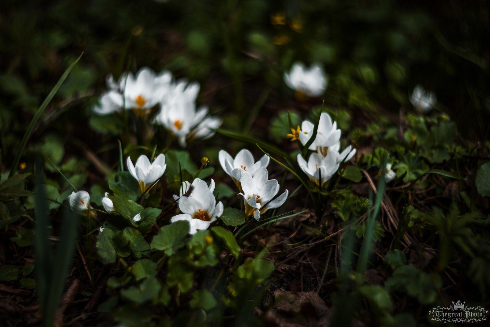 Crocuses, spring atmosphere. - My, My, Flowers, Crocus, The photo, Helios, Nature, , Longpost