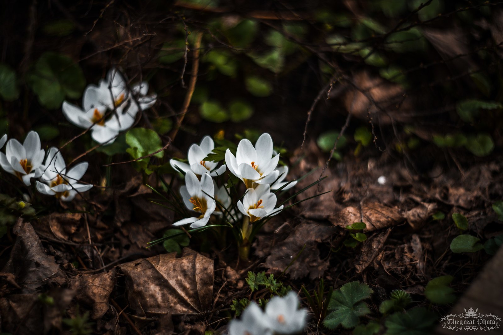 Crocuses, spring atmosphere. - My, My, Flowers, Crocus, The photo, Helios, Nature, , Longpost