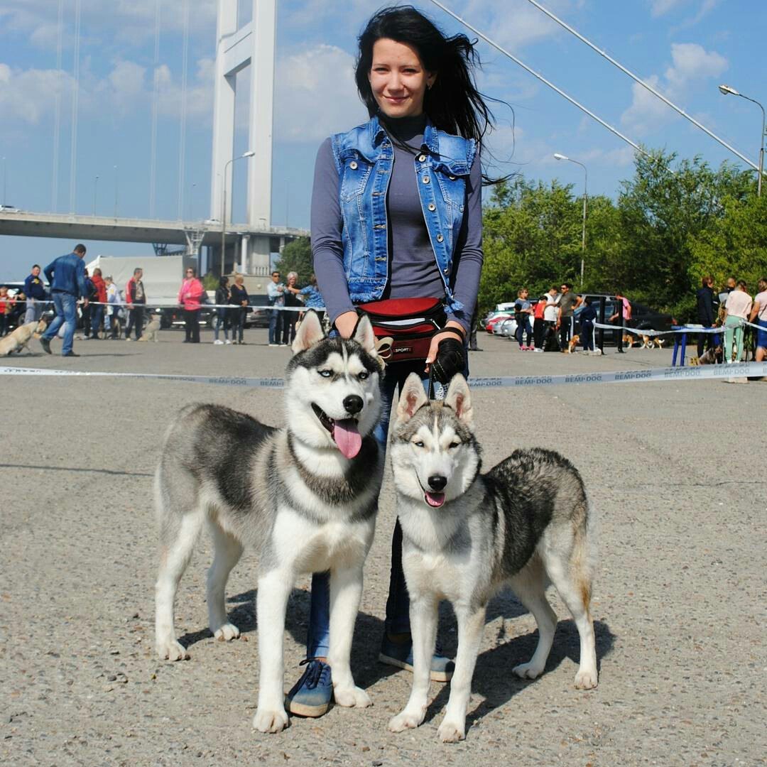 Our flock - My, Dog, Siberian Husky, Husky, , Longpost