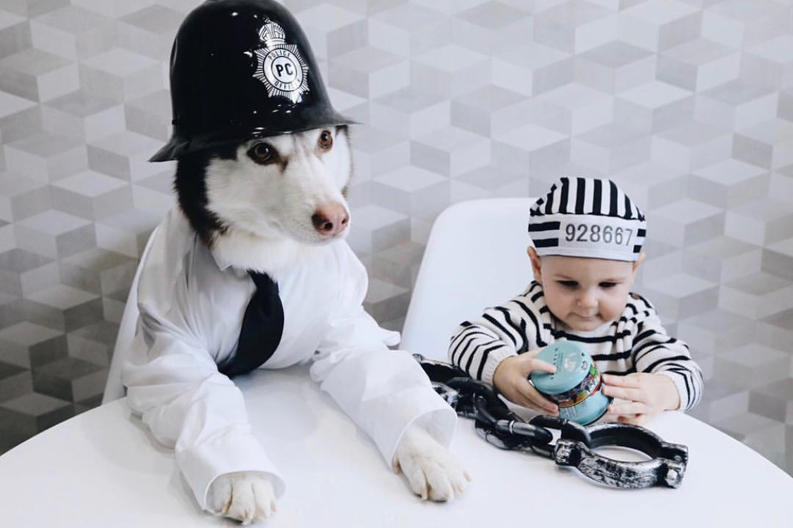 Husky dresses up in different looks (19 photos) - My, Dog, Husky, A selection, Humor, Funny animals, Animals, Longpost, Children