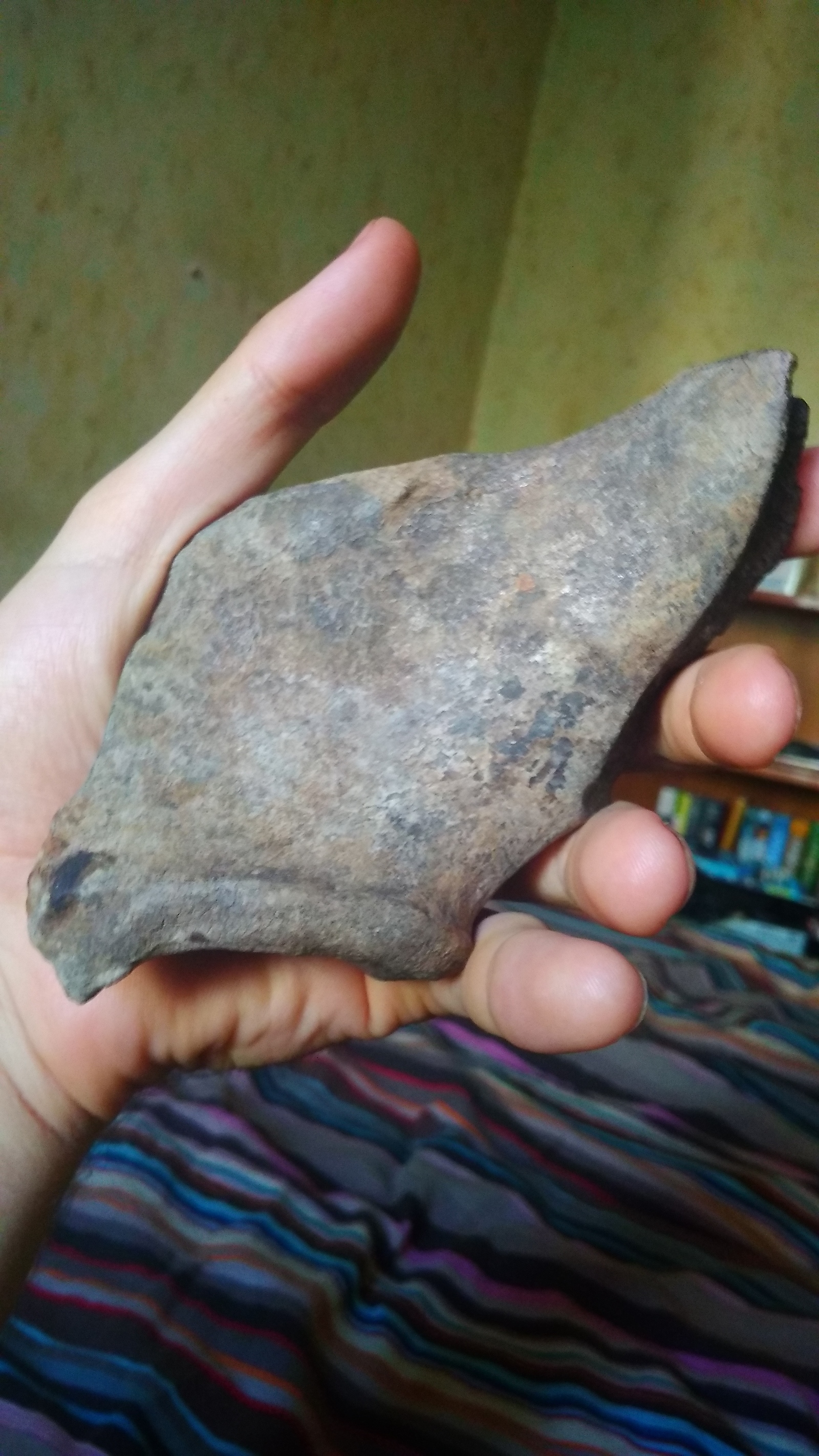 Fossilized bone found, help identify whose it is) - My, Paleontology, Fossils, Bones, Longpost