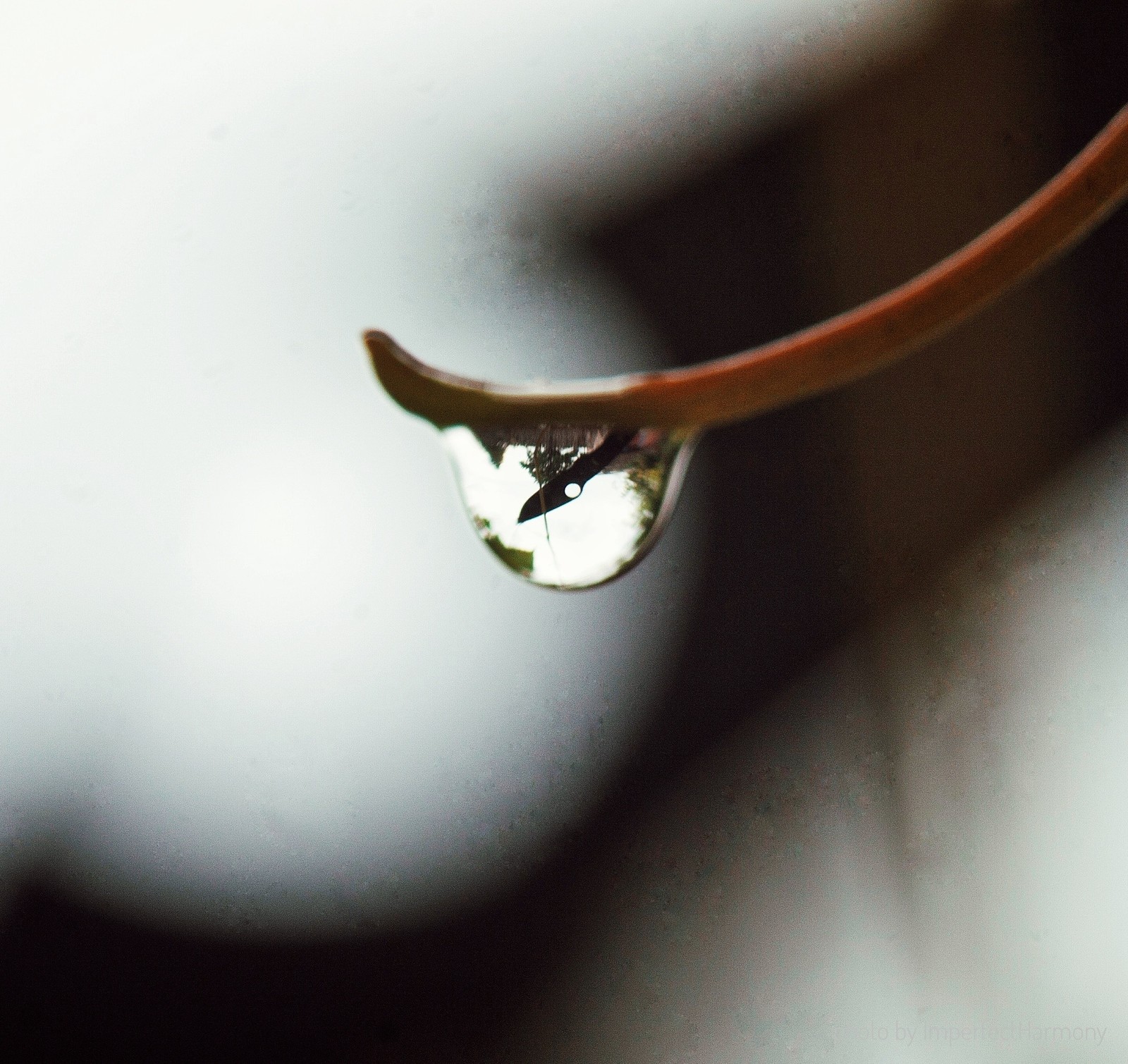 Spiders and a new angle - My, Knife, Spider, Macro, My, Drops, The photo, Longpost, Macro photography