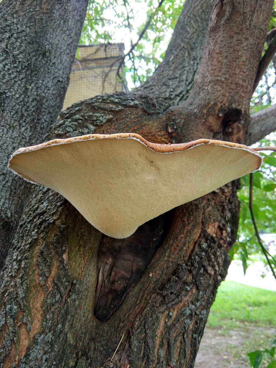 Трутовик чешуйчатый (Polyporus squamosus) - Моё, Грибы, Трутовик, Грибники, Длиннопост