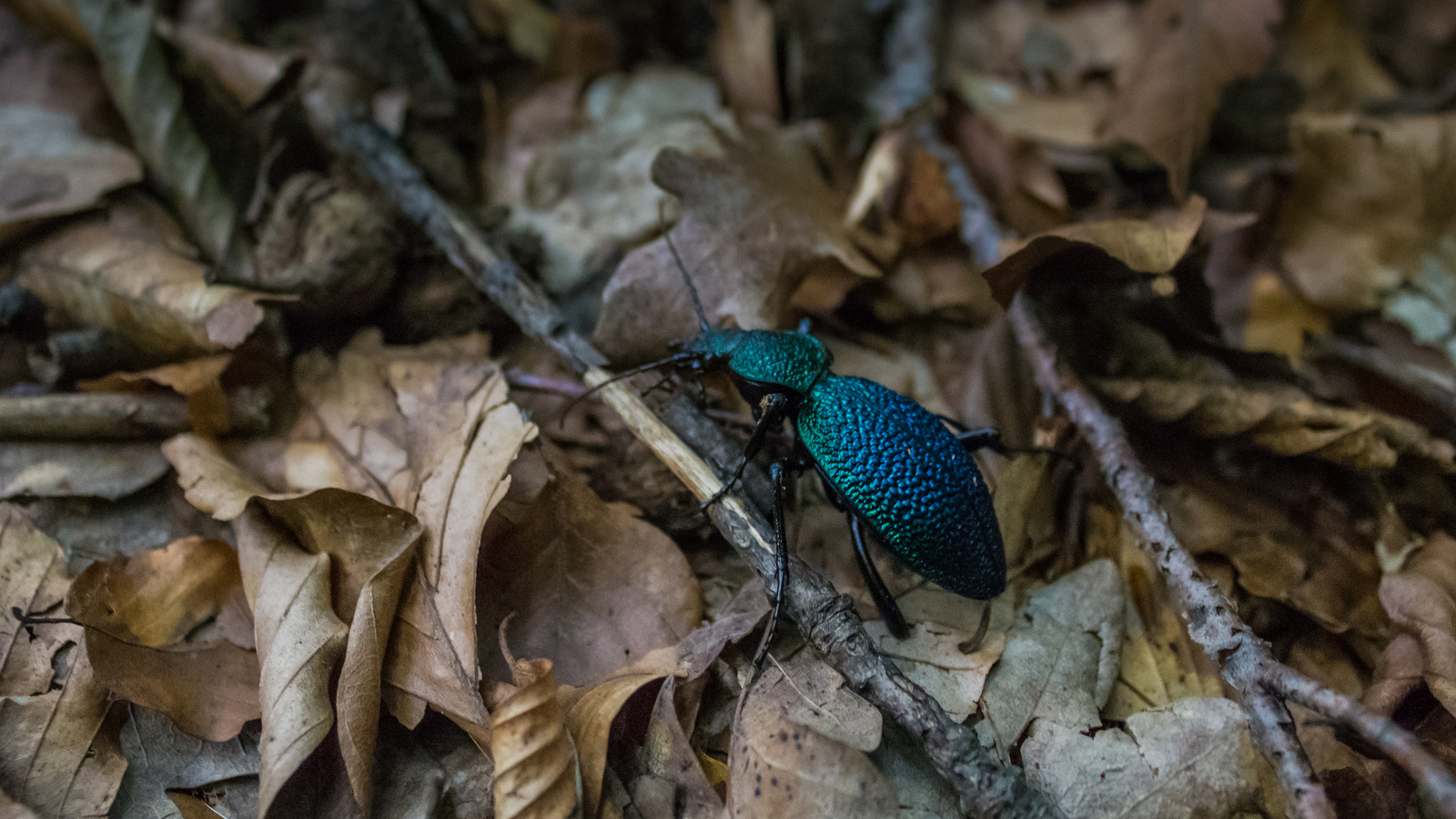 A short and fascinating journey through the Crimean Republic. - My, The photo, Canon, Crimea, Nature, Animals, The mountains, Beginning photographer, Longpost