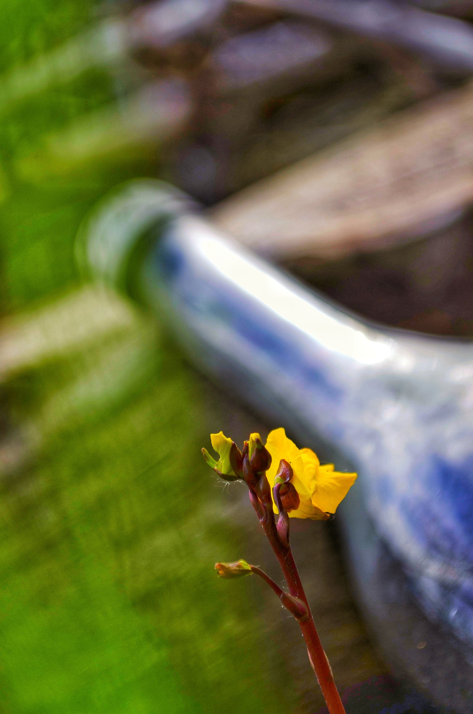 He took out a camera, took a bike and went for a drive around the warm Novosibirsk - My, Novosibirsk, The photo, Nature, Beginning photographer, I want criticism, Longpost