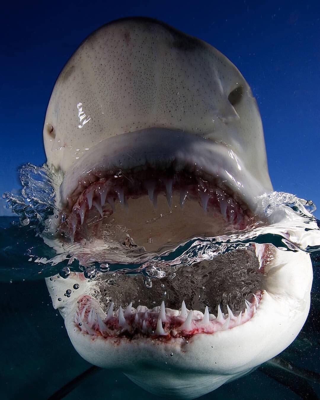 Shark - Shark, The photo, wildlife