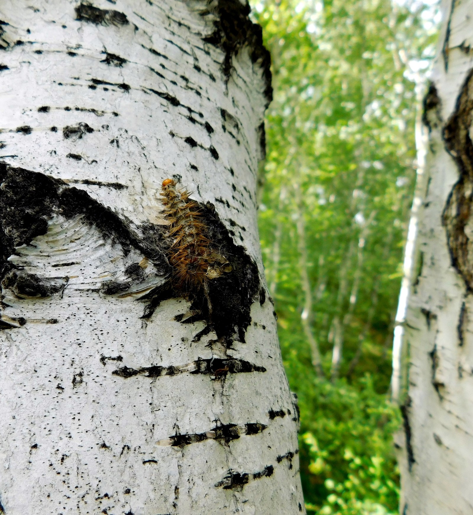 Arkaim and its nature. - My, Arkaim, Nature, The photo, Longpost, Southern Urals