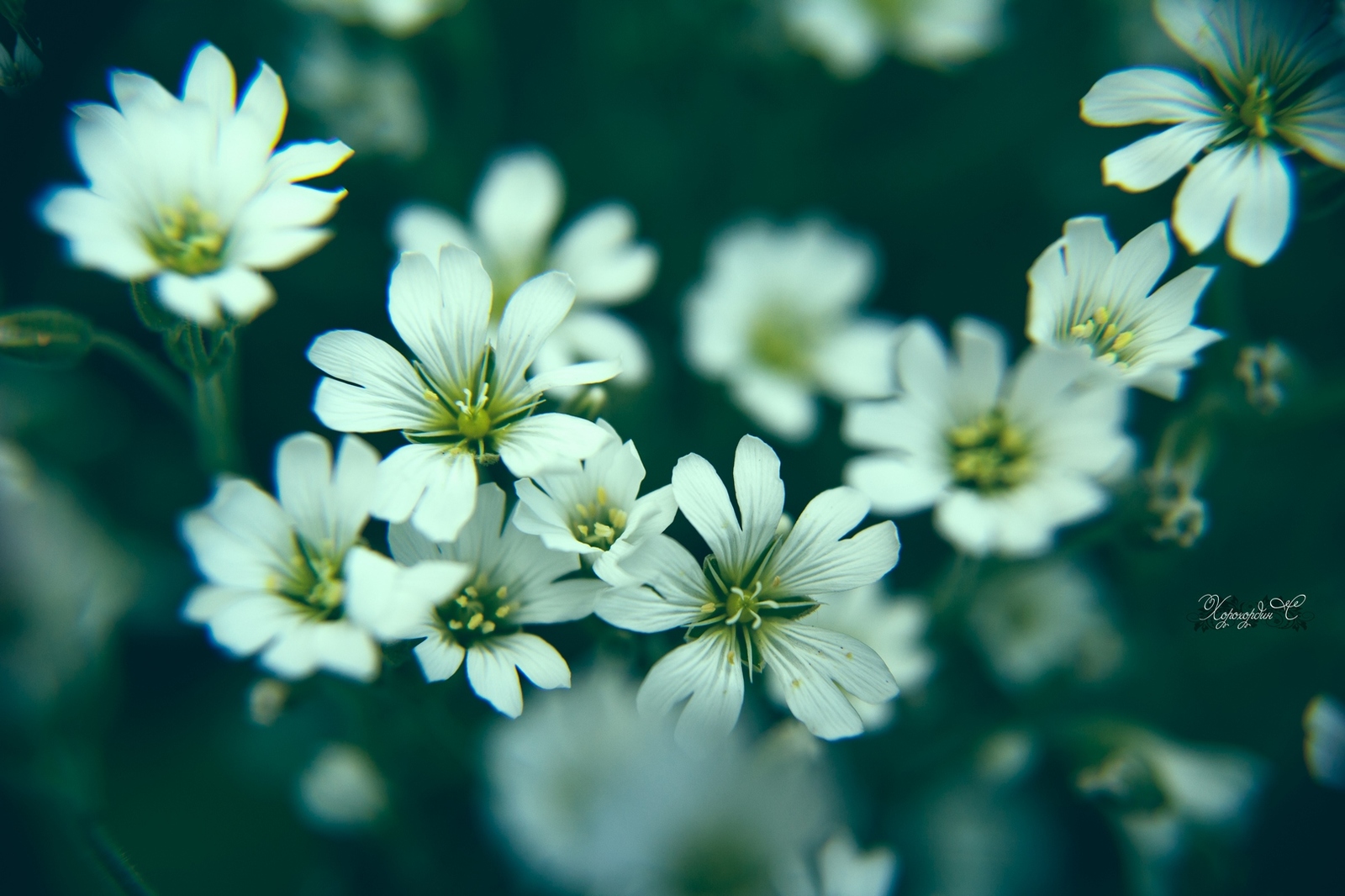 Florophil's Notes No. 7. - My, Flowers, Macro photography, beauty, Summer, Lilies of the valley, Longpost