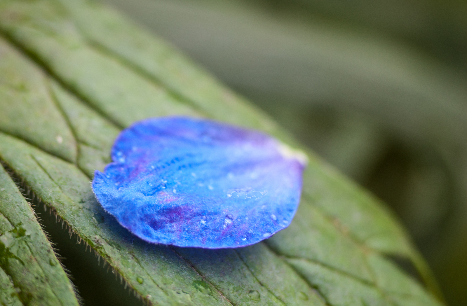 Dew drops and cosmic petal. - My, Macro, Nature, Nikon D40, Dew, The photo, I want criticism, Longpost, Macro photography