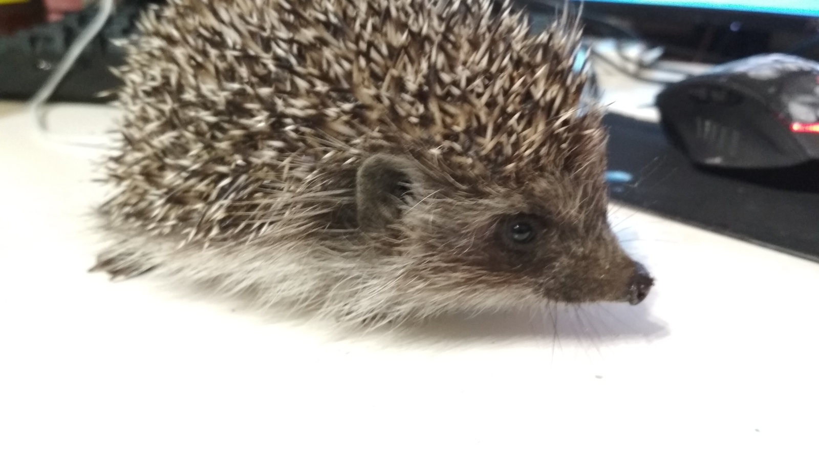 Hedgehog - My, Hedgehog, Night, Animals, Longpost