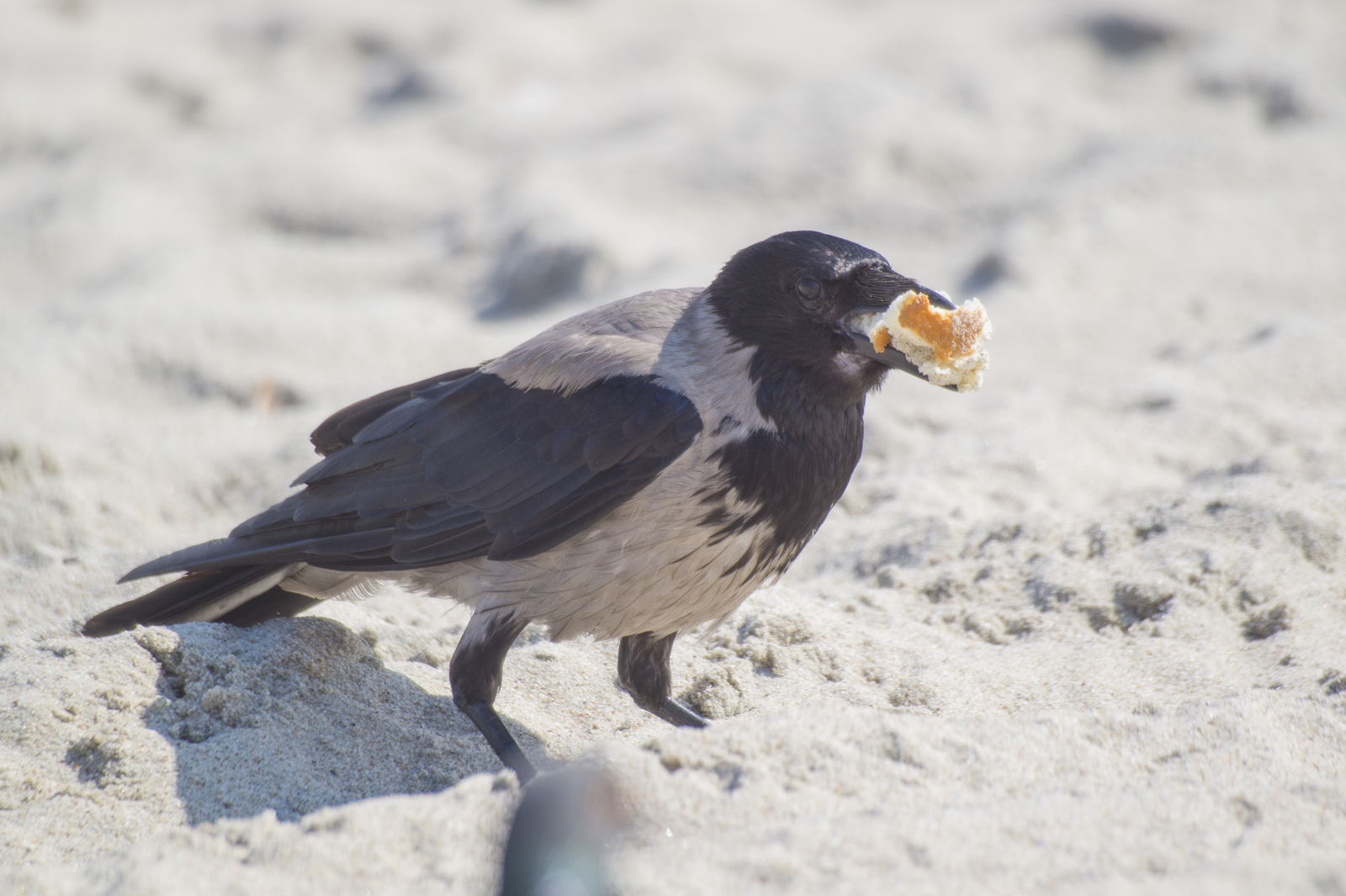 cunning crow - My, The photo, Birds, Crow, Stash