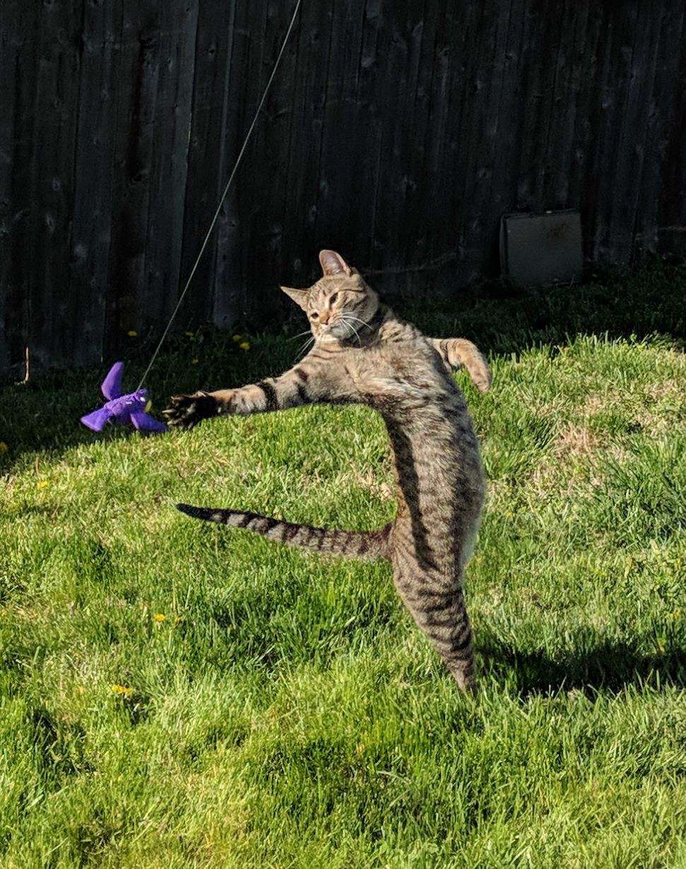 Elegance in everything, even if you need to catch a toy - cat, Toys, The photo, Photogenic