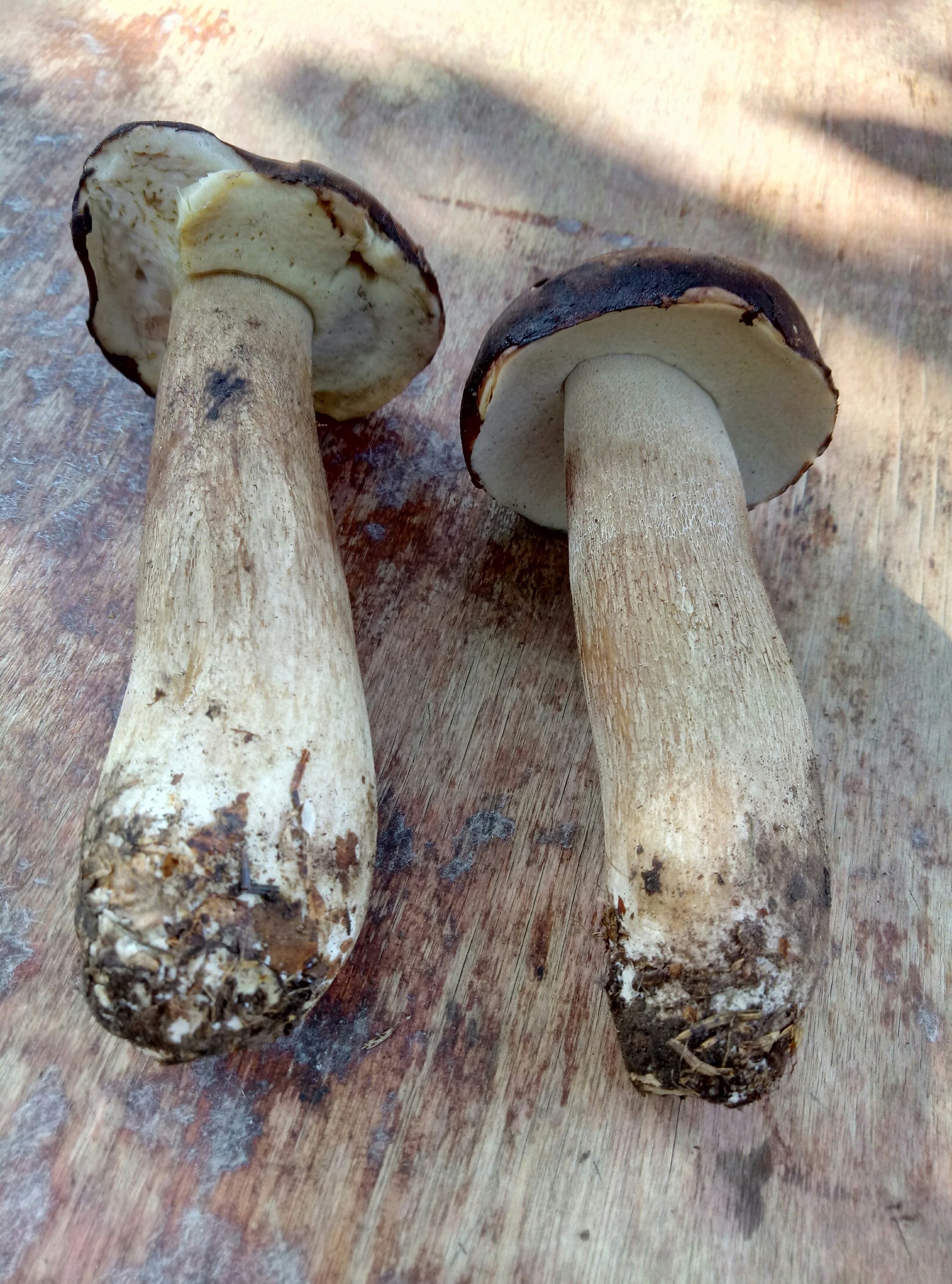 What kind of mushrooms? - Mushrooms, Forest, Porcini, Longpost