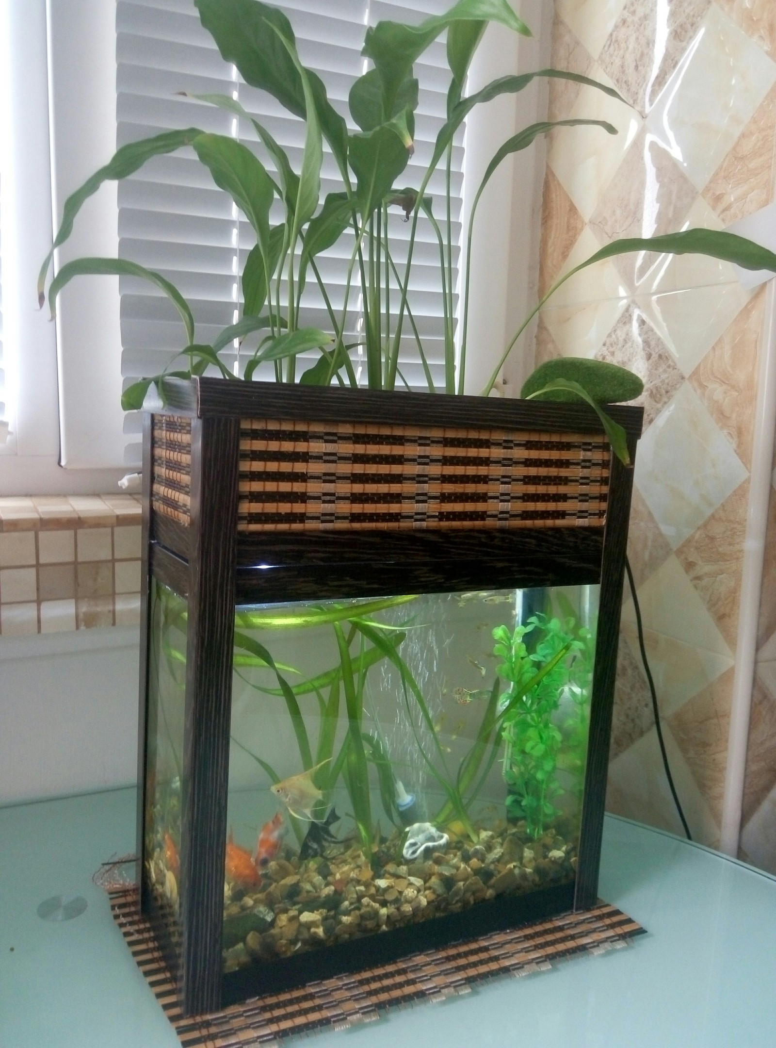 Mini aquarium with phytofilter - My, Aquarium, Phytofilter, Biosystem, Longpost