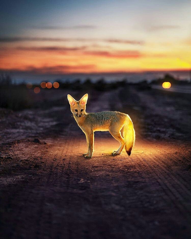 Fireflies - The photo, Animals, Light, Longpost