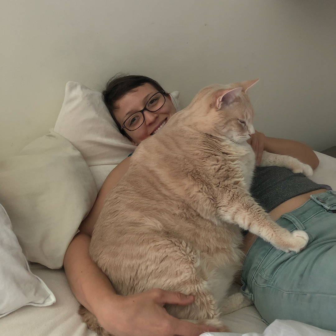 Meet this plump guy's name is Bronson. Today we took him from the shelter and start a long journey of losing weight - cat, Milota, Animals, Thick, It's a pity, Paws, Longpost, Thick, A pity